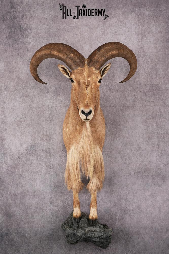 1/2 body African Aoudad taxidermy mount SKU 2552