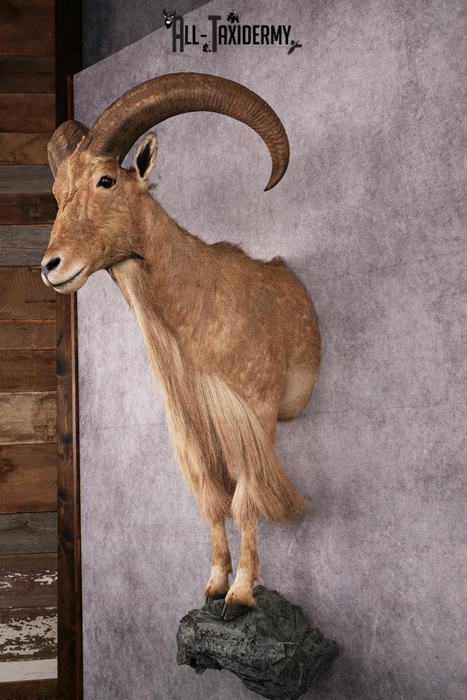 1/2 body African Aoudad taxidermy mount SKU 2552 - Image 8