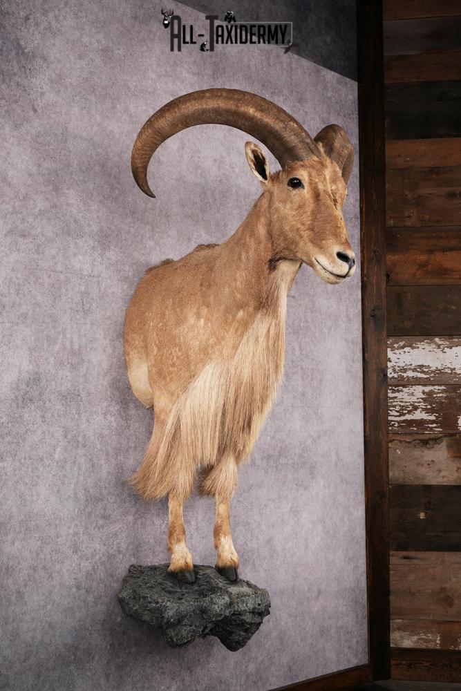1/2 body African Aoudad taxidermy mount SKU 2552 - Image 7