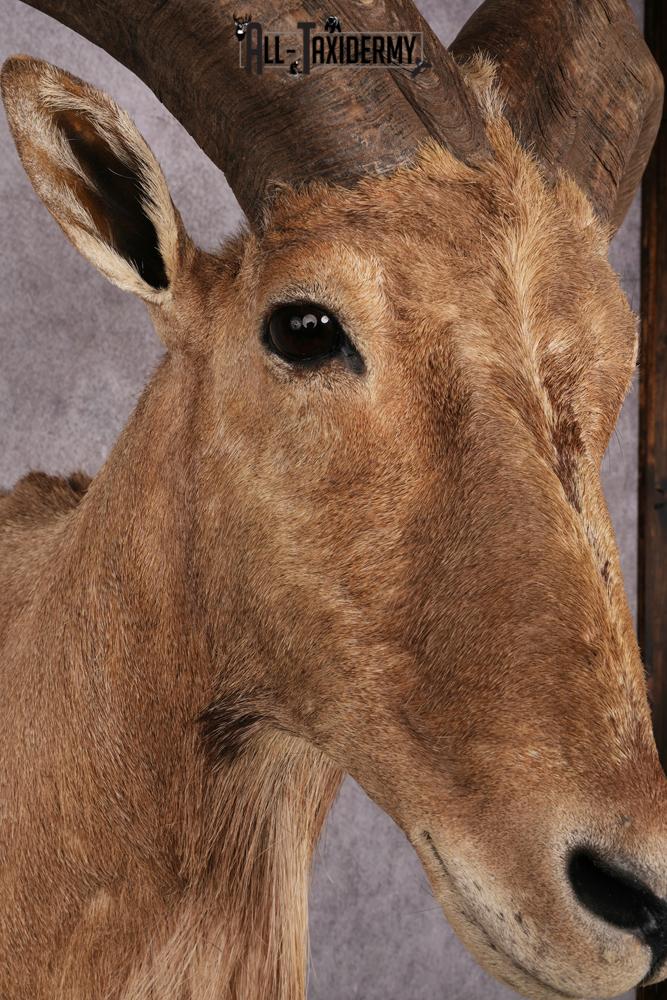 1/2 body African Aoudad taxidermy mount SKU 2552 - Image 6
