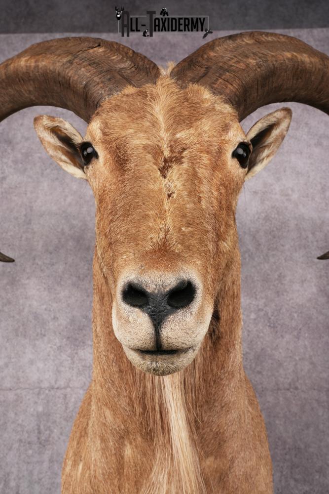 1/2 body African Aoudad taxidermy mount SKU 2552 - Image 4