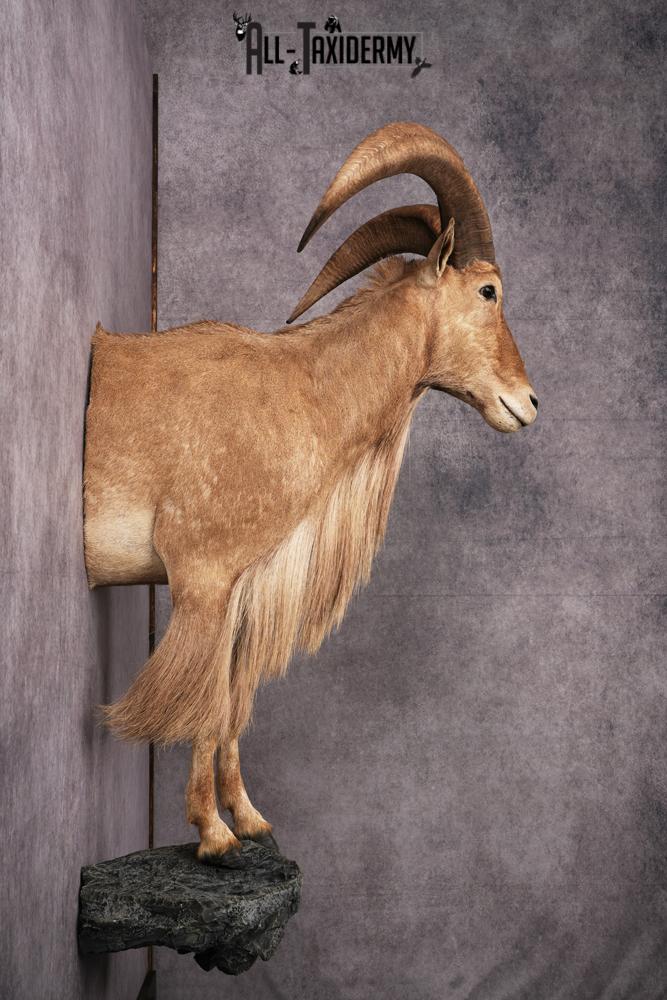 1/2 body African Aoudad taxidermy mount SKU 2552 - Image 3