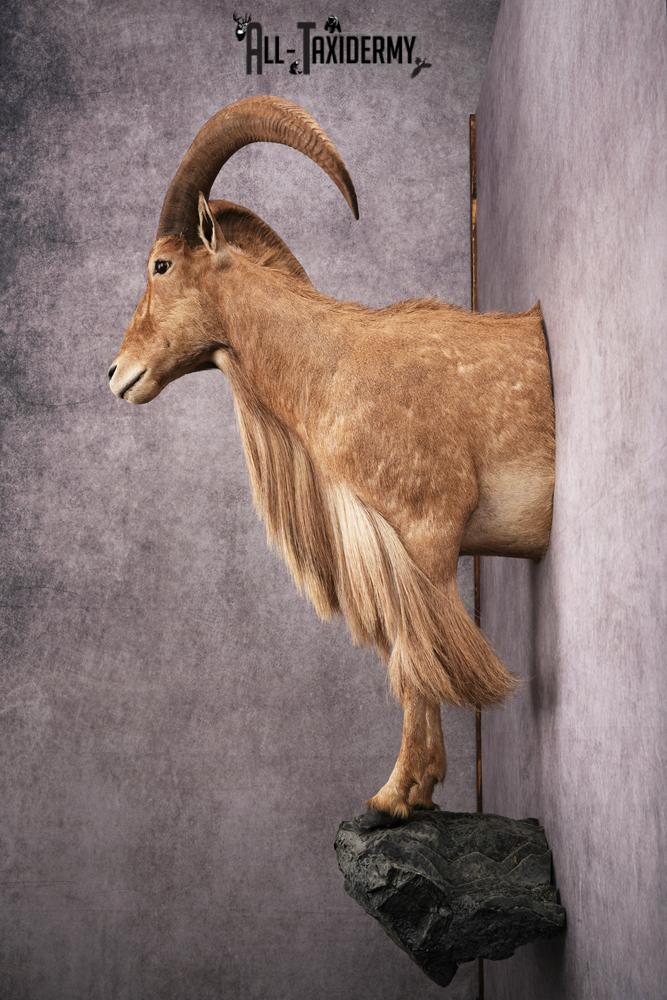 1/2 body African Aoudad taxidermy mount SKU 2552 - Image 2