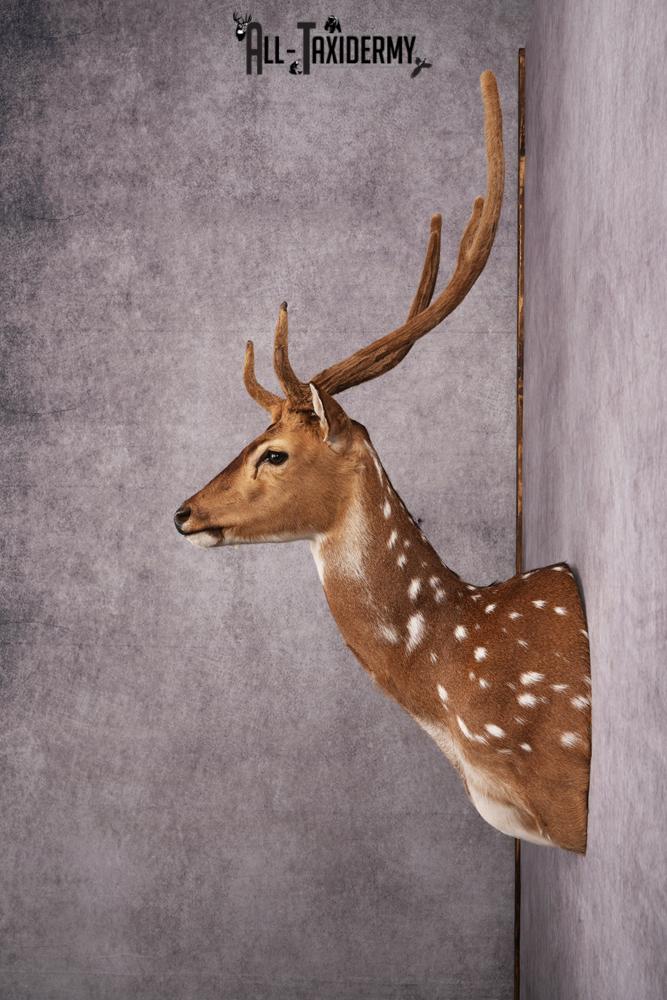 Axis Deer taxidermy mount SKU 2589 - Image 8