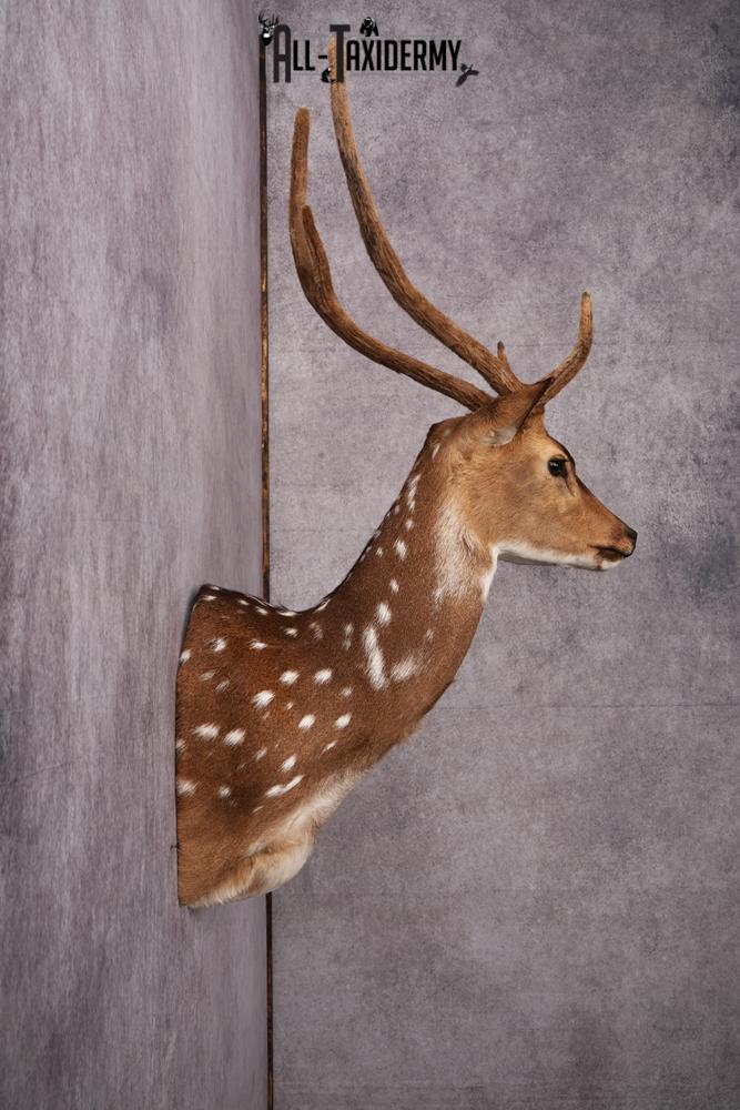Axis Deer taxidermy mount SKU 2589 - Image 7
