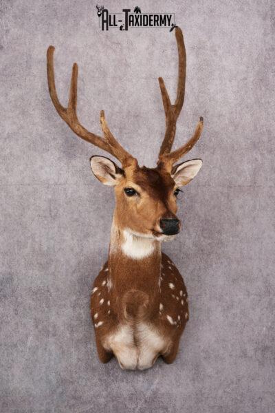 Axis Deer taxidermy mount SKU 2589