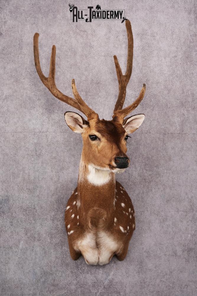 Axis Deer taxidermy mount SKU 2589