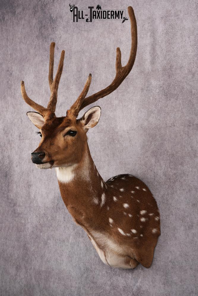 Axis Deer taxidermy mount SKU 2589 - Image 6
