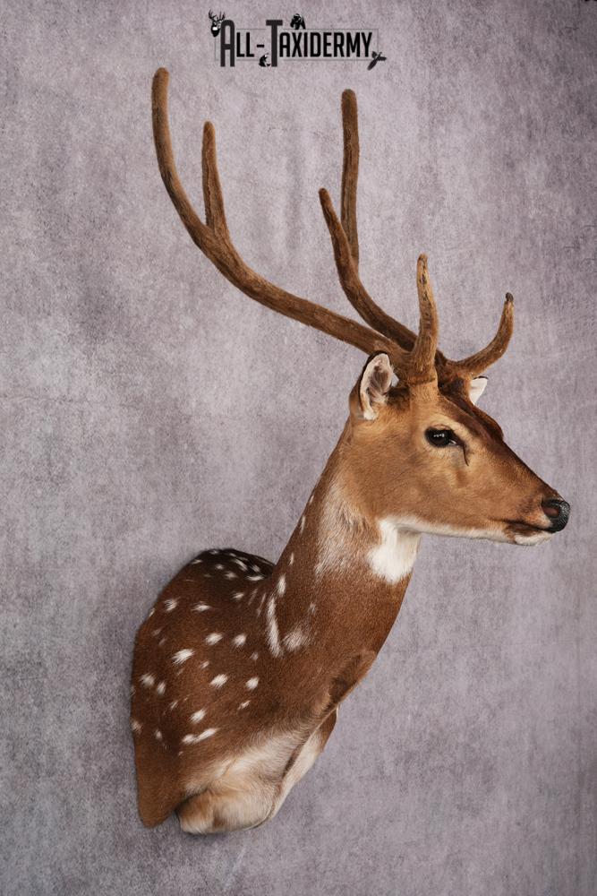 Axis Deer taxidermy mount SKU 2589 - Image 5
