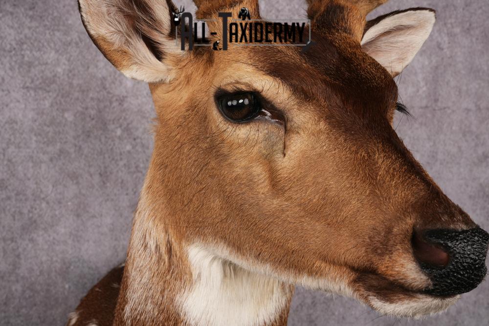Axis Deer taxidermy mount SKU 2589 - Image 4