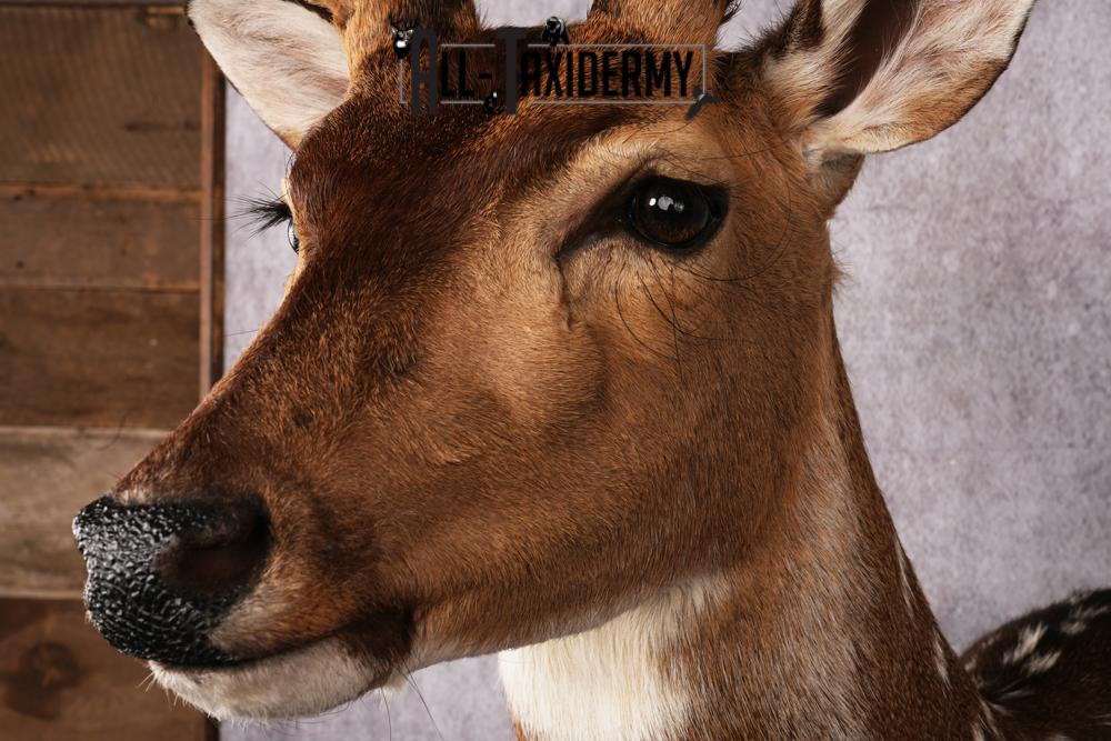 Axis Deer taxidermy mount SKU 2589 - Image 3