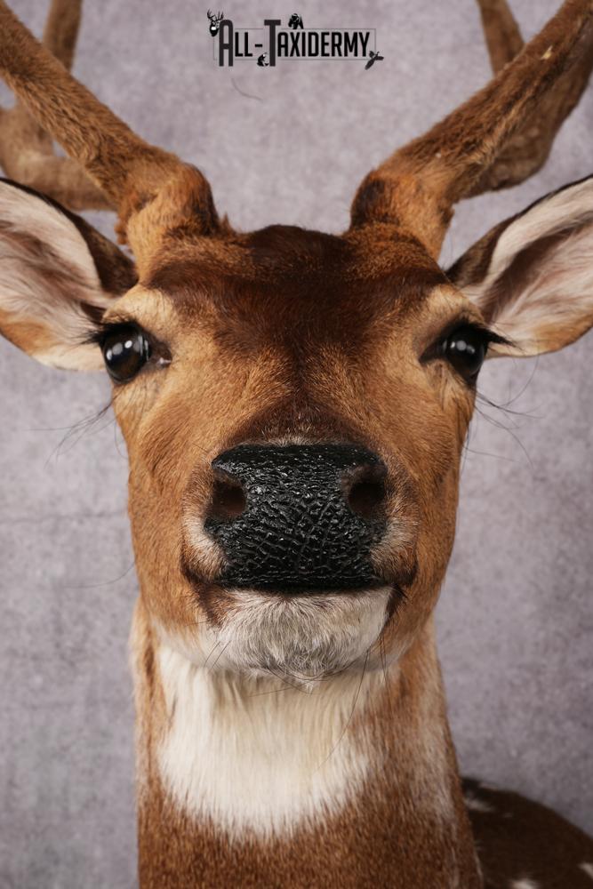 Axis Deer taxidermy mount SKU 2589 - Image 2