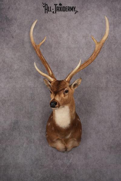 Axis Deer taxidermy mount SKU 2571