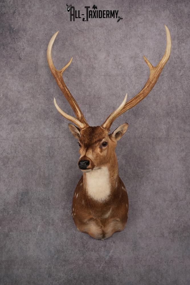 Axis Deer taxidermy mount SKU 2571