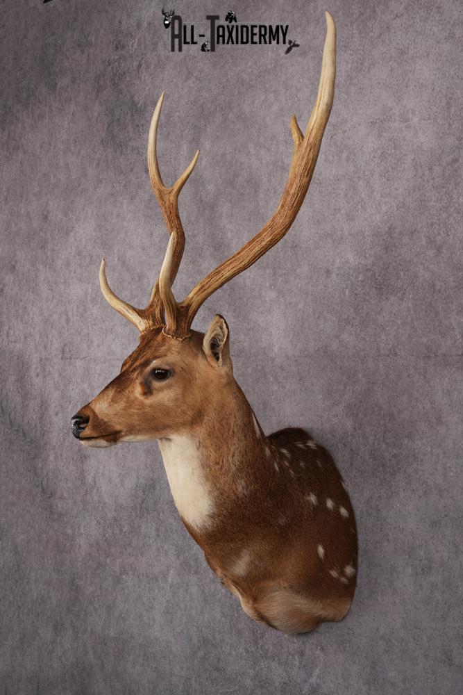 Axis Deer taxidermy mount SKU 2571 - Image 5