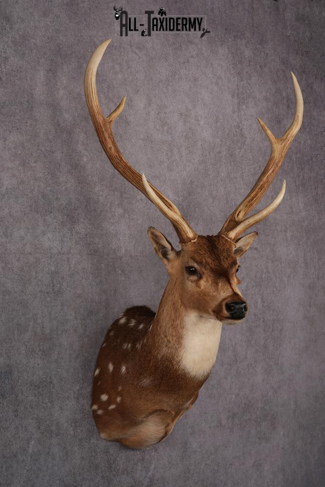Axis Deer taxidermy mount SKU 2571 - Image 4