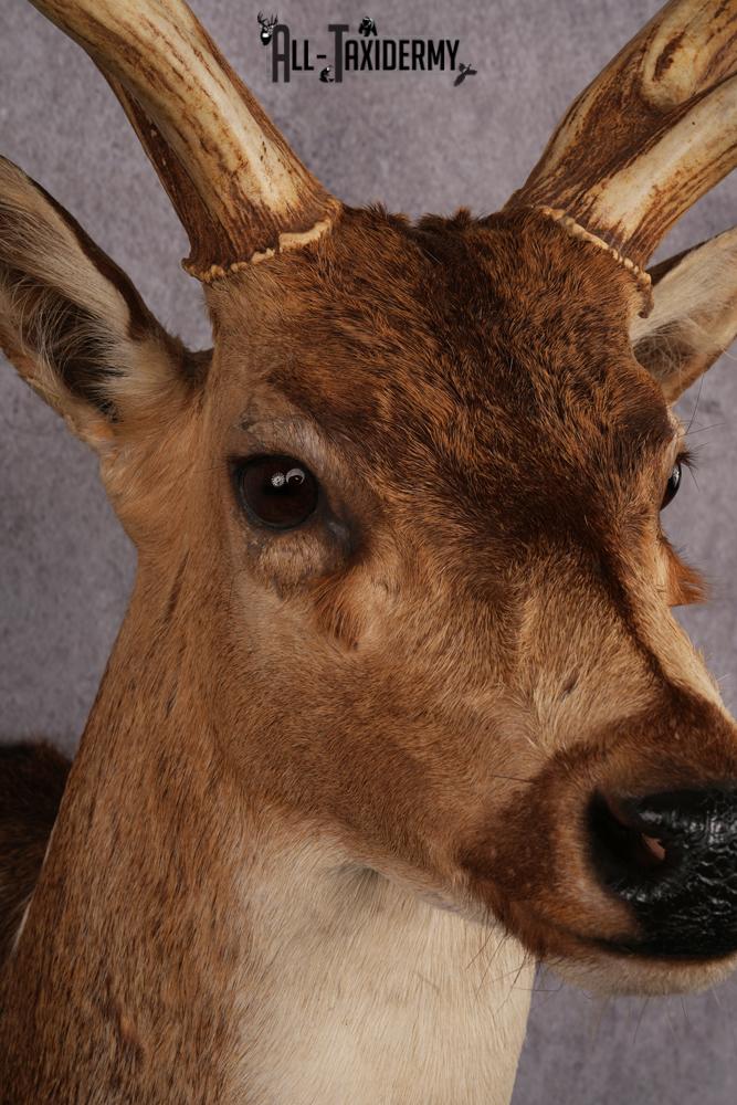 Axis Deer taxidermy mount SKU 2571 - Image 8