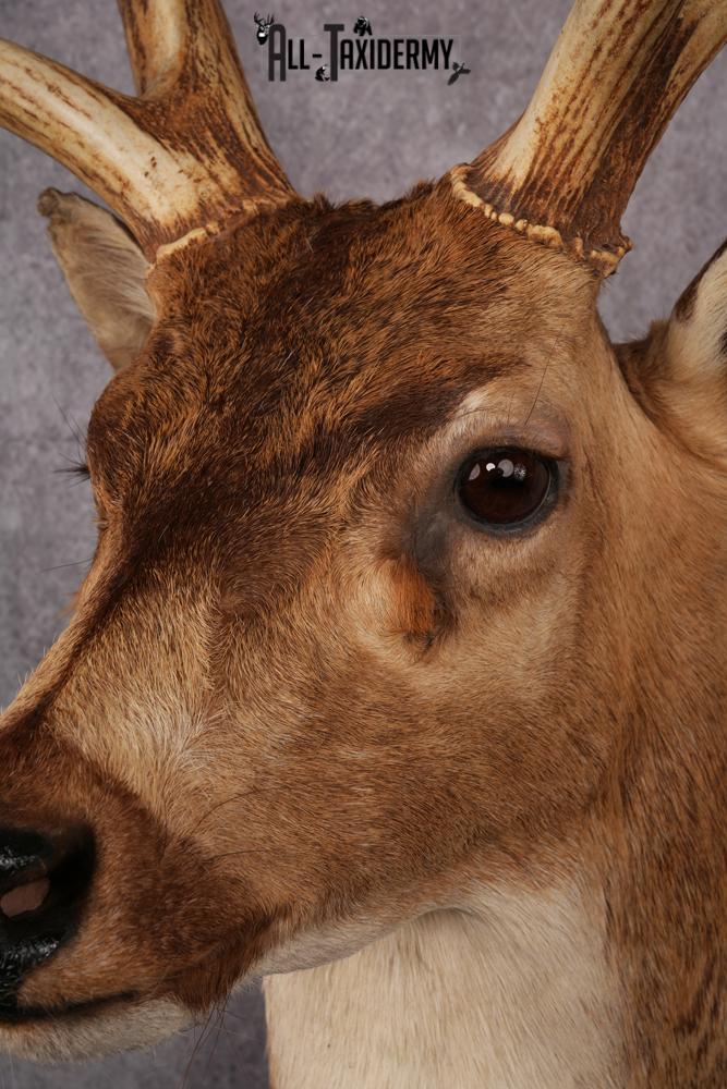 Axis Deer taxidermy mount SKU 2571 - Image 7