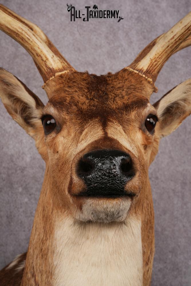 Axis Deer taxidermy mount SKU 2571 - Image 6