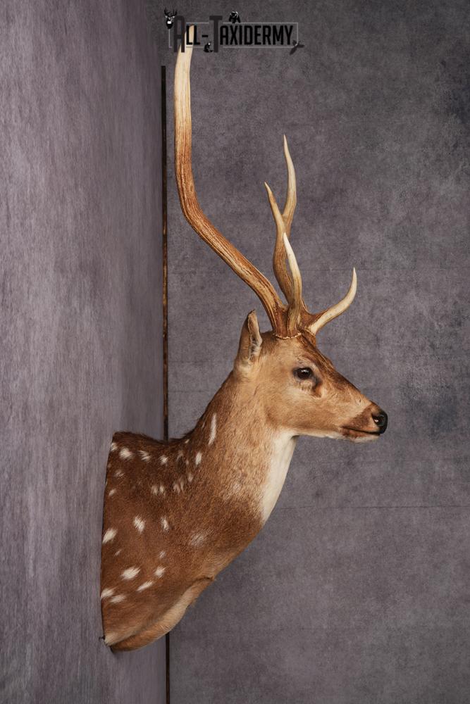Axis Deer taxidermy mount SKU 2571 - Image 3