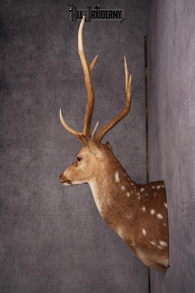 Axis Deer taxidermy mount SKU 2571 - Image 2