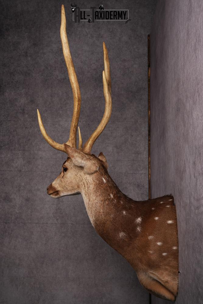 Axis Deer taxidermy mount SKU 2584 - Image 7
