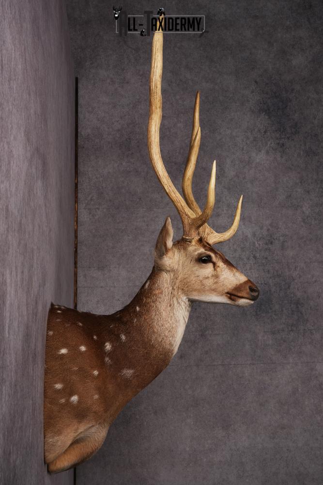 Axis Deer taxidermy mount SKU 2584 - Image 6