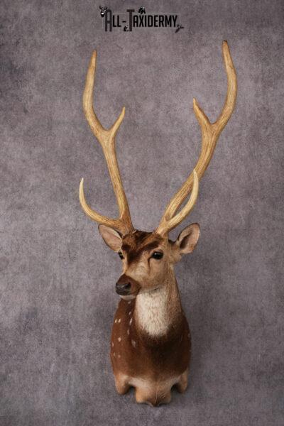 Axis Deer taxidermy mount SKU 2584