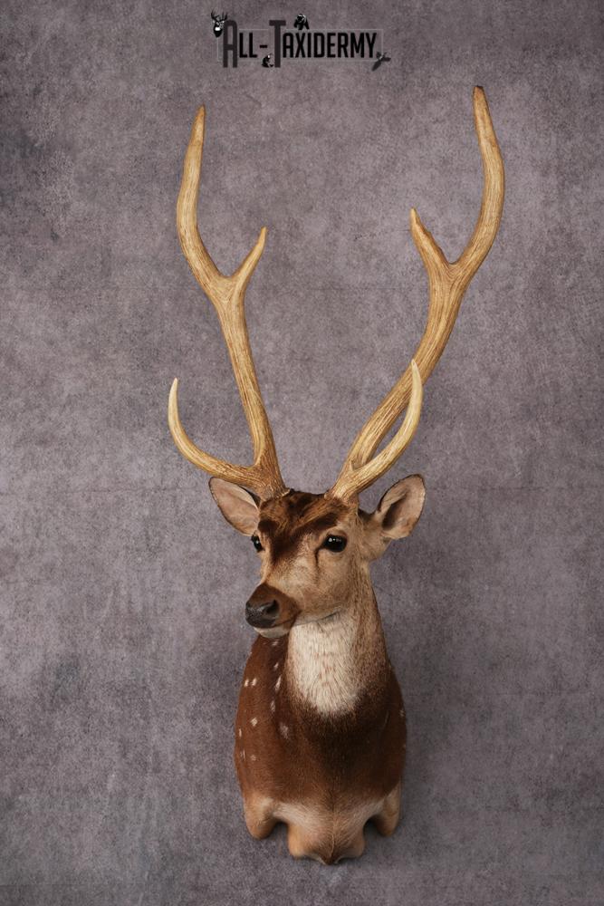 Axis Deer taxidermy mount SKU 2584
