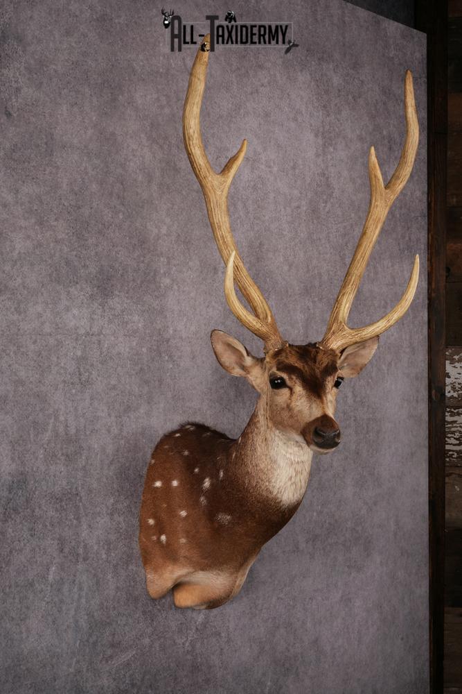 Axis Deer taxidermy mount SKU 2584 - Image 5