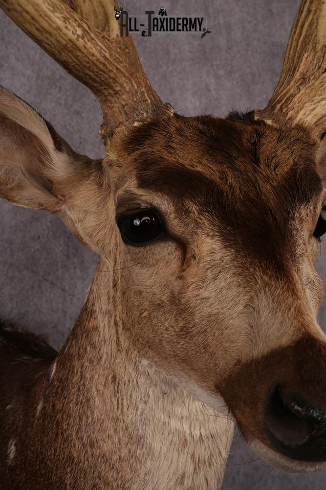Axis Deer taxidermy mount SKU 2584 - Image 4
