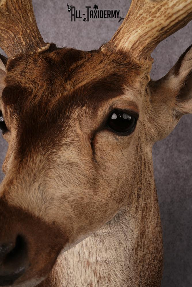 Axis Deer taxidermy mount SKU 2584 - Image 3