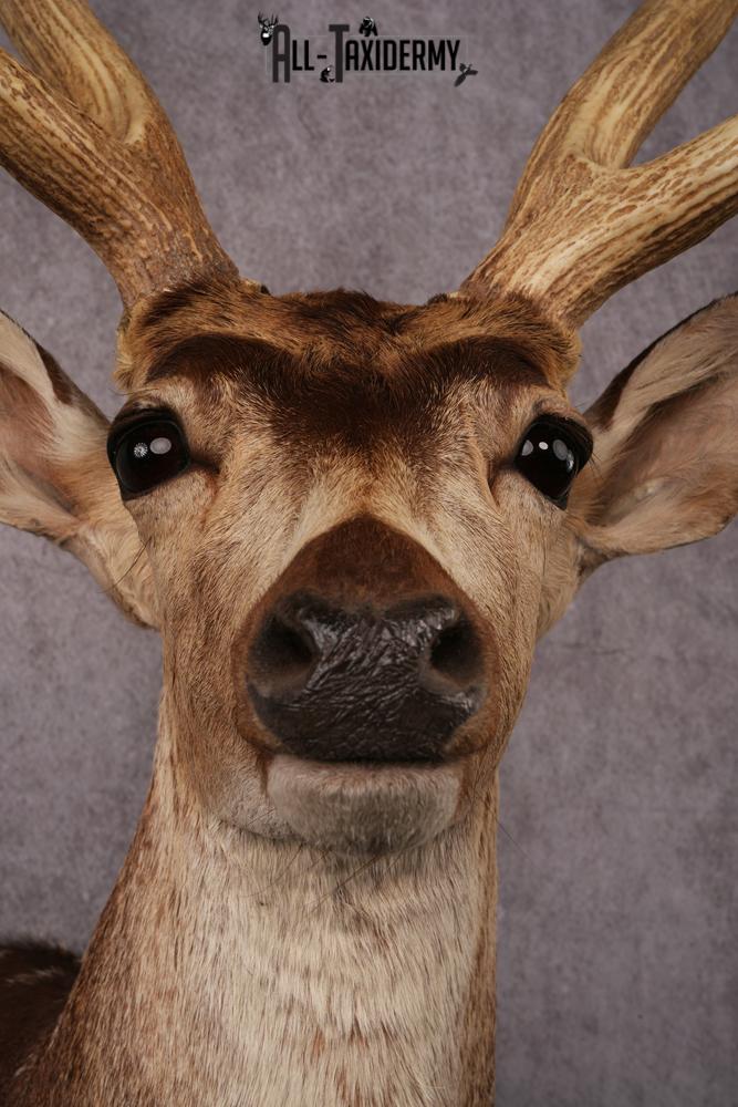 Axis Deer taxidermy mount SKU 2584 - Image 2