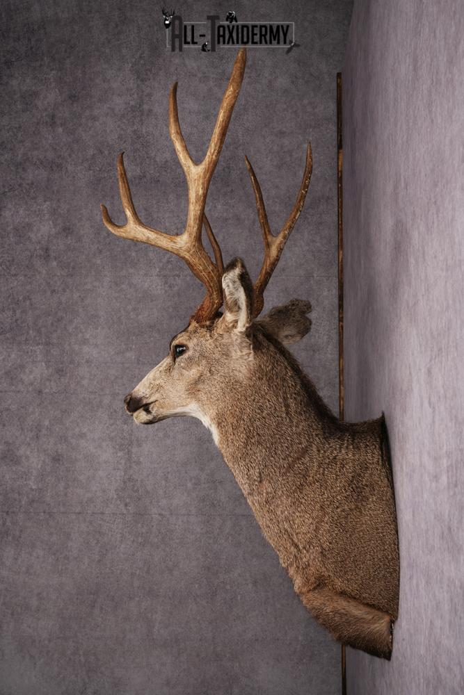 Mule Deer Taxidermy Shoulder Mount SKU 2412 - Image 8