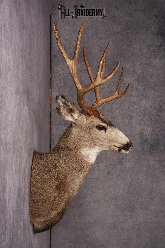 Mule Deer Taxidermy Shoulder Mount SKU 2412 - Image 7