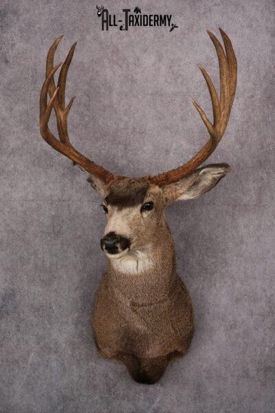 Mule Deer Taxidermy Shoulder Mount SKU 2412