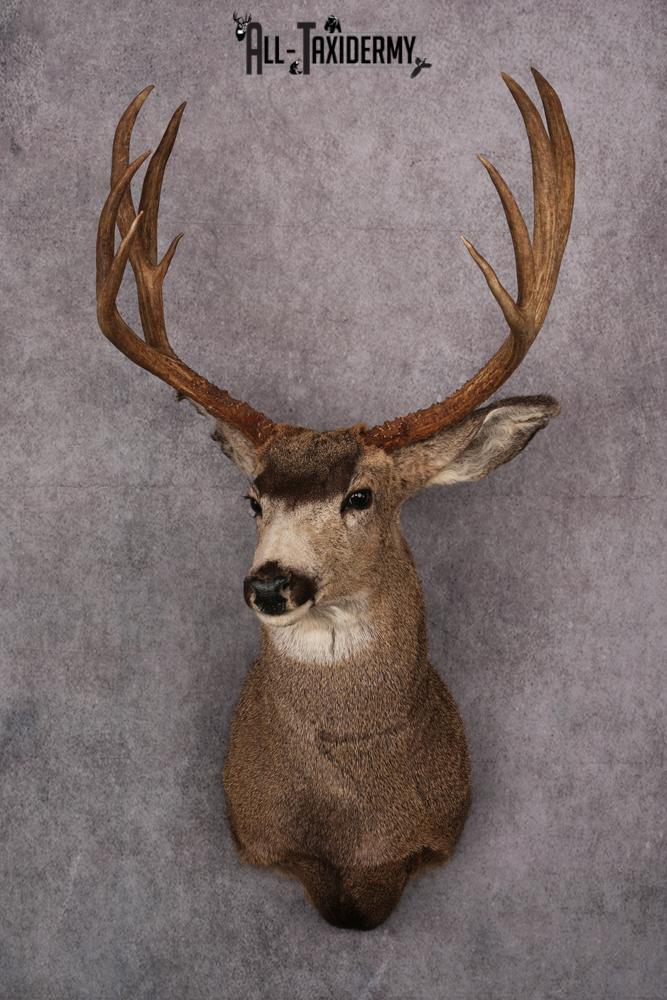 Mule Deer Taxidermy Shoulder Mount SKU 2412
