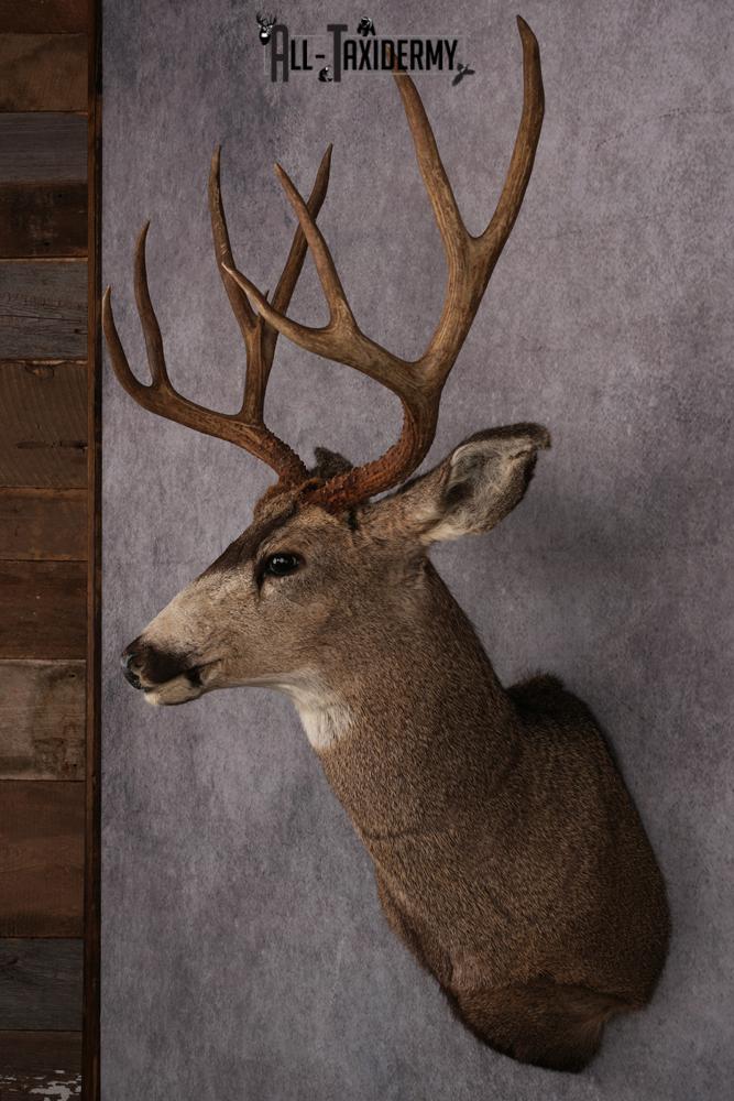 Mule Deer Taxidermy Shoulder Mount SKU 2412 - Image 6