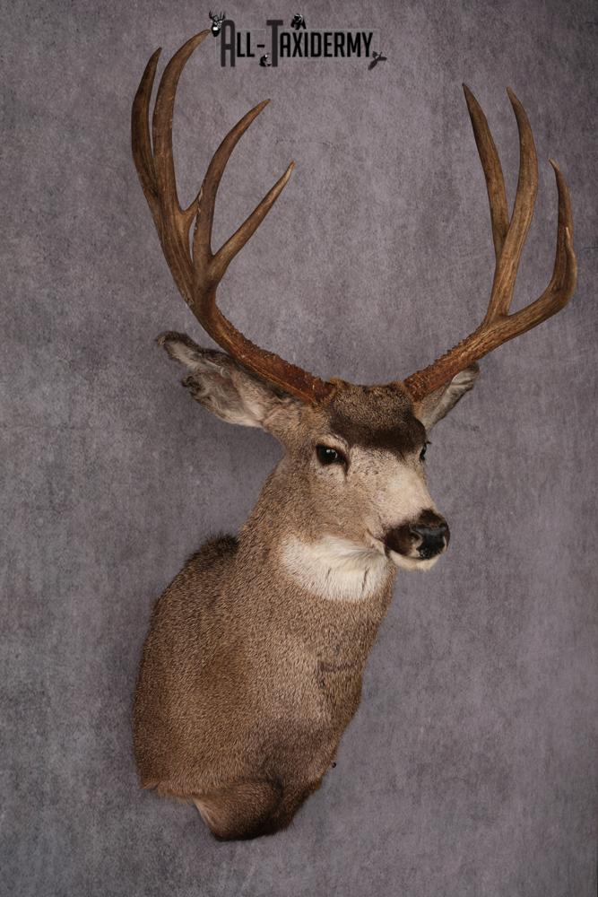 Mule Deer Taxidermy Shoulder Mount SKU 2412 - Image 5