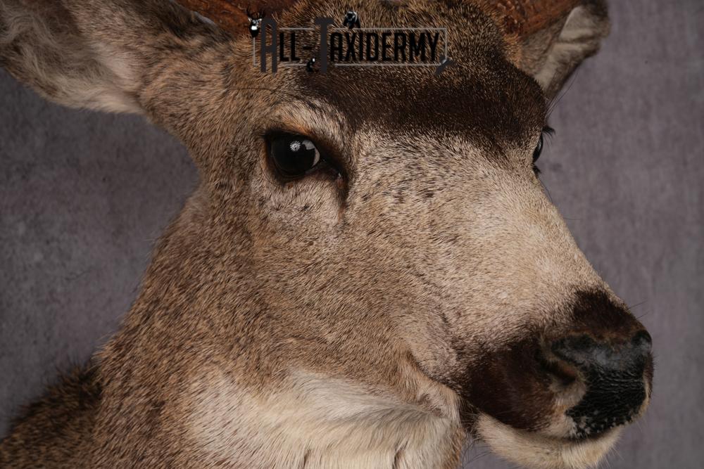 Mule Deer Taxidermy Shoulder Mount SKU 2412 - Image 4