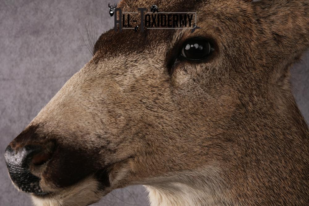 Mule Deer Taxidermy Shoulder Mount SKU 2412 - Image 3