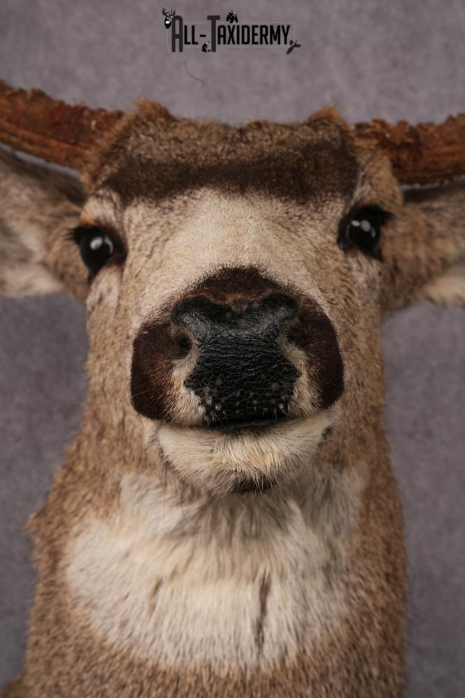 Mule Deer Taxidermy Shoulder Mount SKU 2412 - Image 2