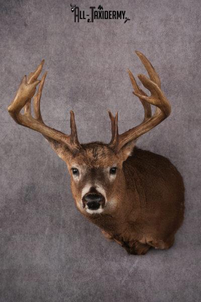 Whitetail Taxidermy Shoulder Mount SKU 2478