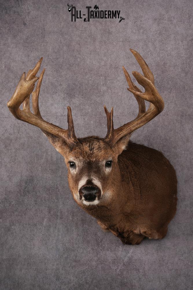 Whitetail Taxidermy Shoulder Mount SKU 2478