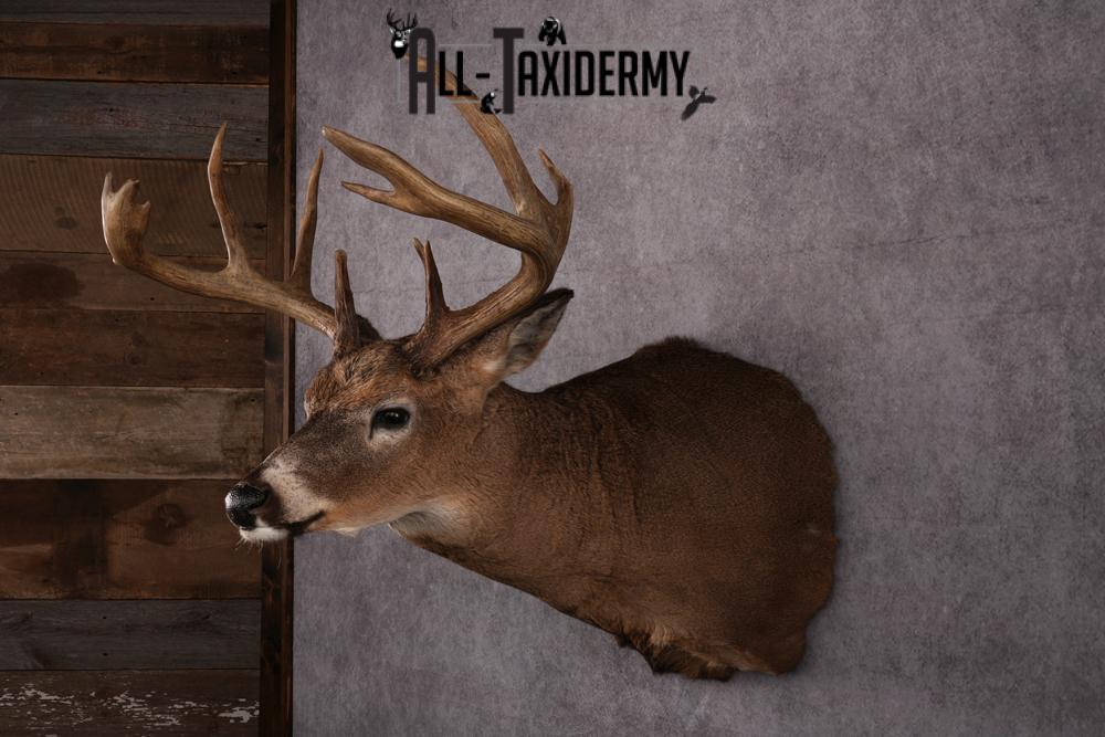 Whitetail Taxidermy Shoulder Mount SKU 2478 - Image 8