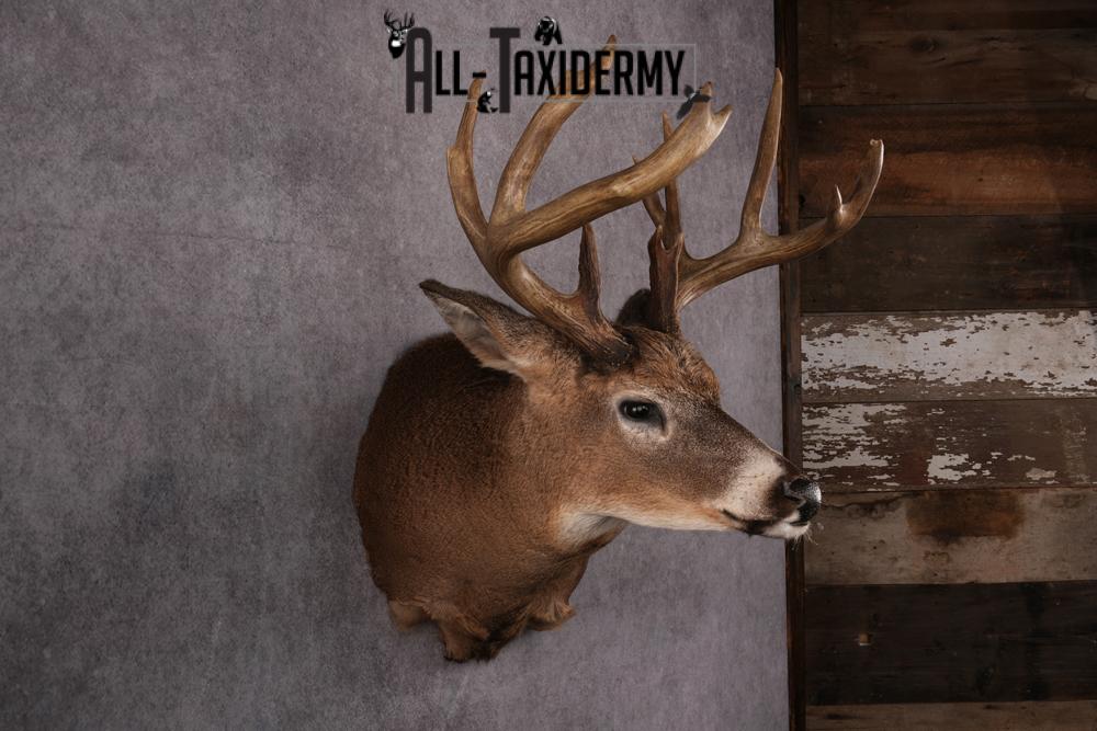 Whitetail Taxidermy Shoulder Mount SKU 2478 - Image 7