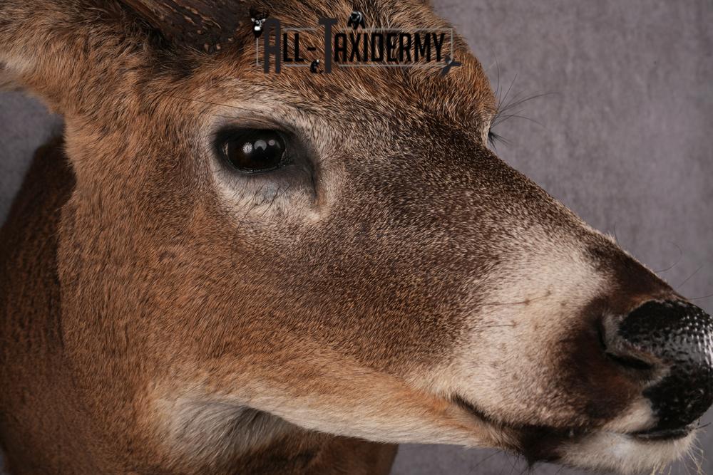 Whitetail Taxidermy Shoulder Mount SKU 2478 - Image 6
