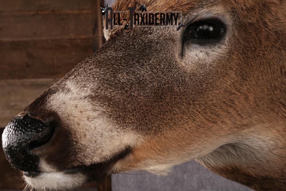 Whitetail Taxidermy Shoulder Mount SKU 2478 - Image 5