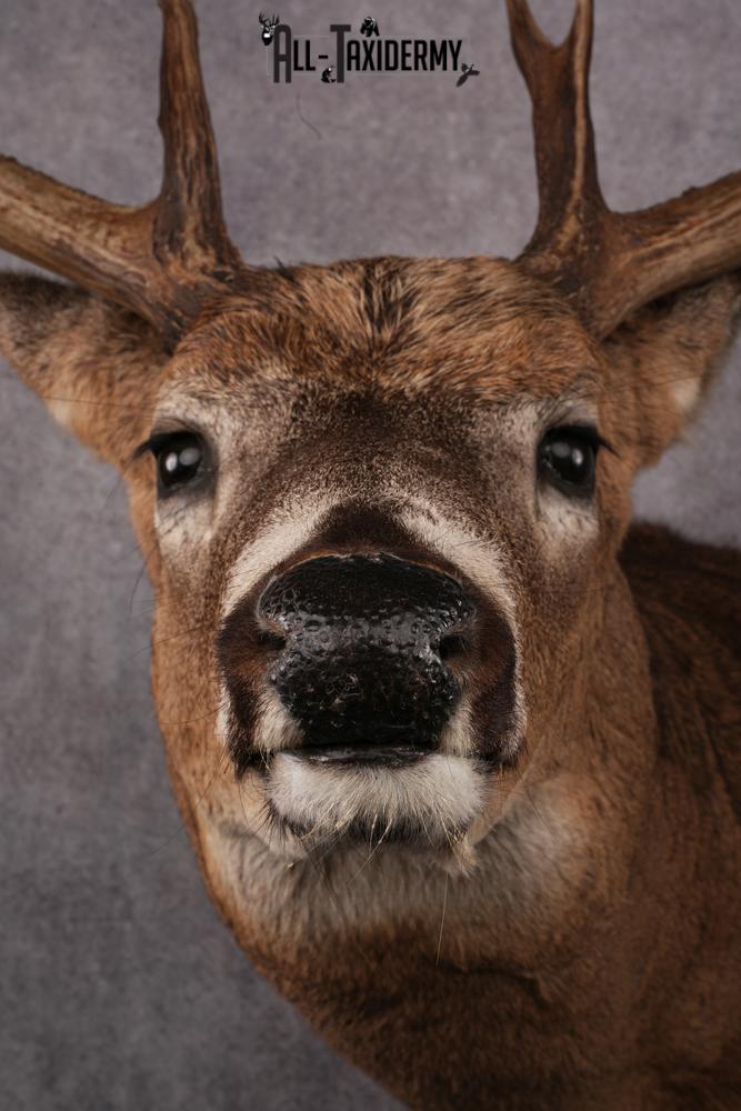 Whitetail Taxidermy Shoulder Mount SKU 2478 - Image 4