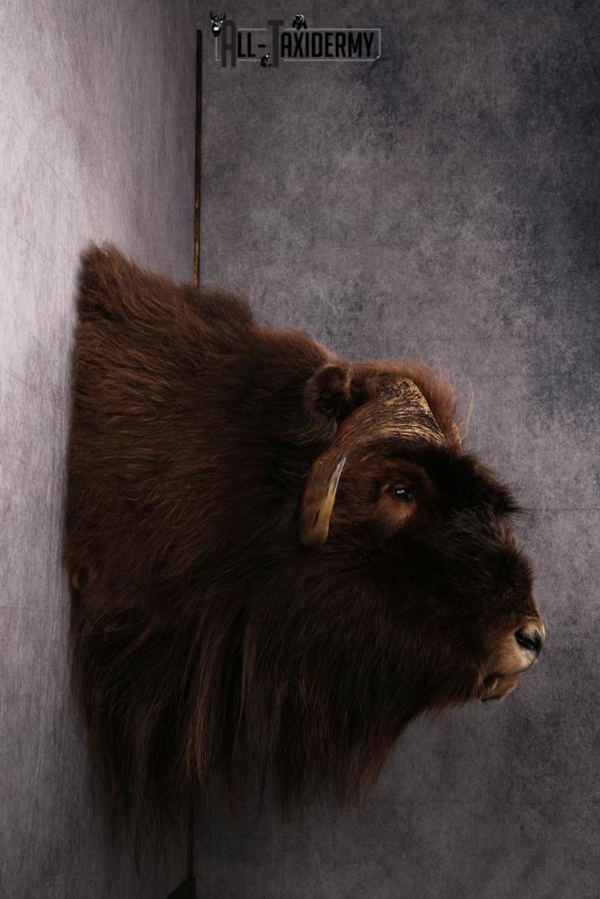 Musk Ox Taxidermy Shoulder Mount SKU 2408 - Image 8